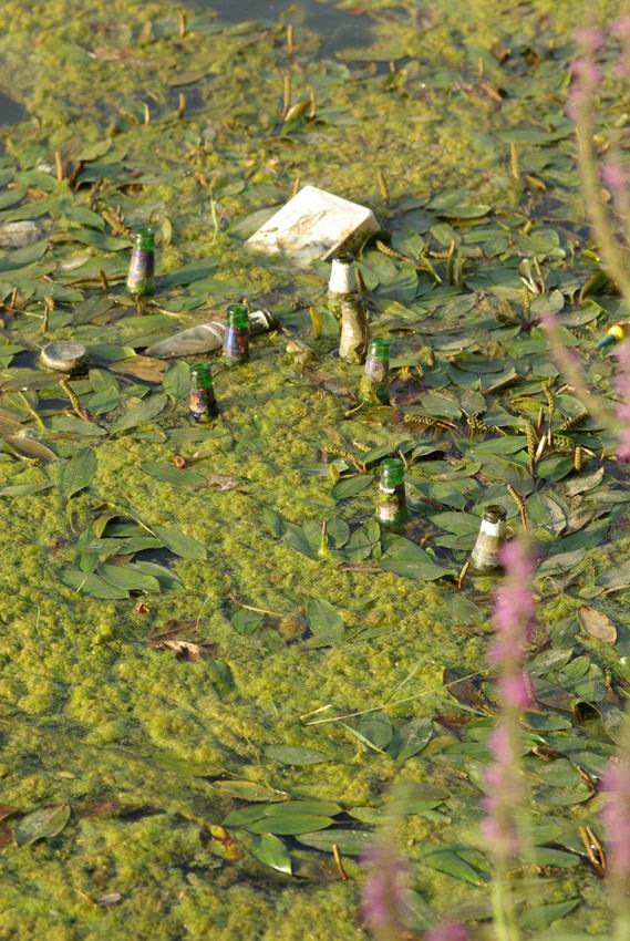 Curiosit: rive dell''Arno